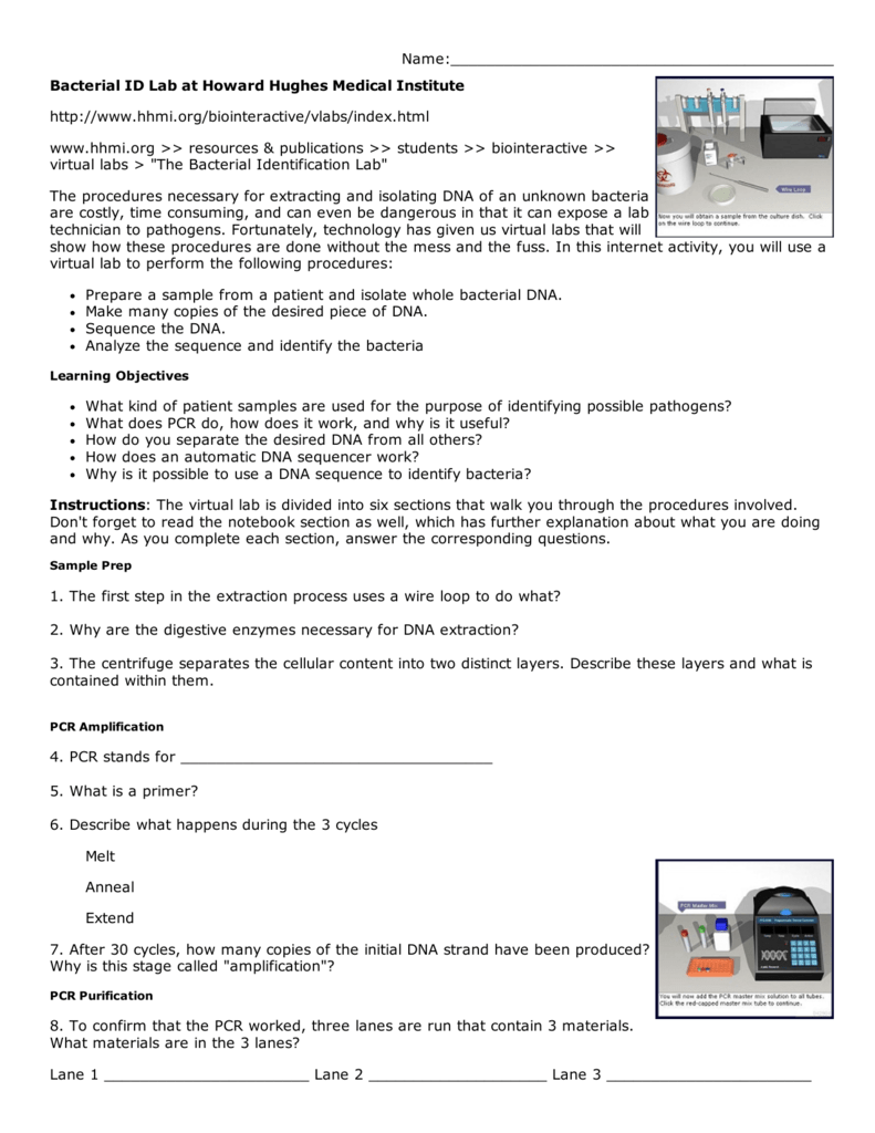 Dna Extraction Virtual Lab Worksheet - Nidecmege