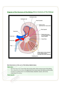 Diagram of the Structure of the Kidney (Gross Anatomy of the