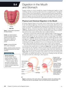 Digestion in the Mouth and stomach 9.4