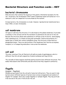 Bacterial Structure and Function cards -