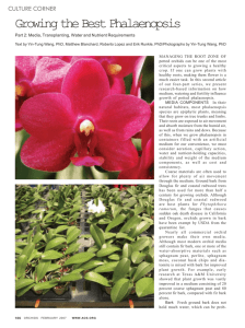 Growing the Best Phalaenopsis