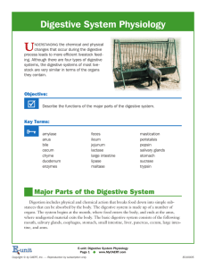 Digestive System Physiology