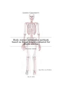 Body Size of Homo erectus