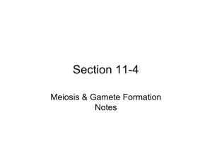 Meiosis & Gamete Formation Notes