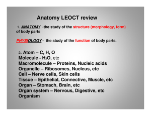 Anatomy LEOCT review