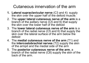 Cutaneous innervation of the arm