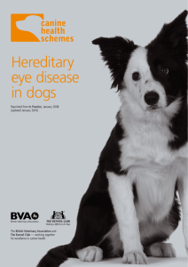 Hereditary eye disease in dogs