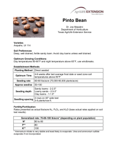 Pinto Bean | Commercial and Specialty Crop Guides