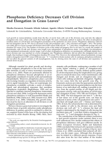 Phosphorus Deficiency Decreases Cell Division and Elongation in