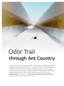 Odor Trail through Ant Country - Max-Planck