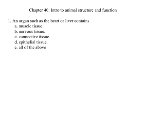 Chapter 40: Intro to animal structure and function 1. An organ such