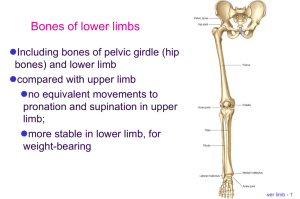 Bone Limb Lower