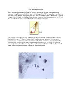 Otitis Externa (Ear infection) - College of Veterinary Medicine