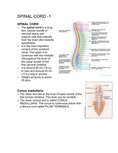 SPINAL CORD -1