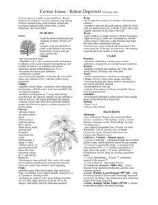 Cornus kousa - Kousa Dogwood (Cornaceae)