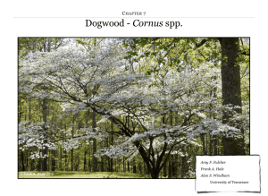 Dogwood - Cornus spp.