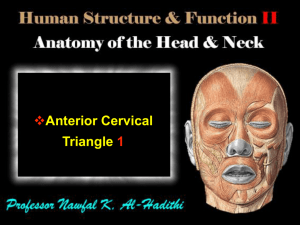 Anterior Cervical Triangle 1