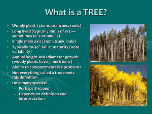 What is a TREE?
