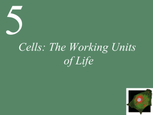Cells: The Working Units of Life
