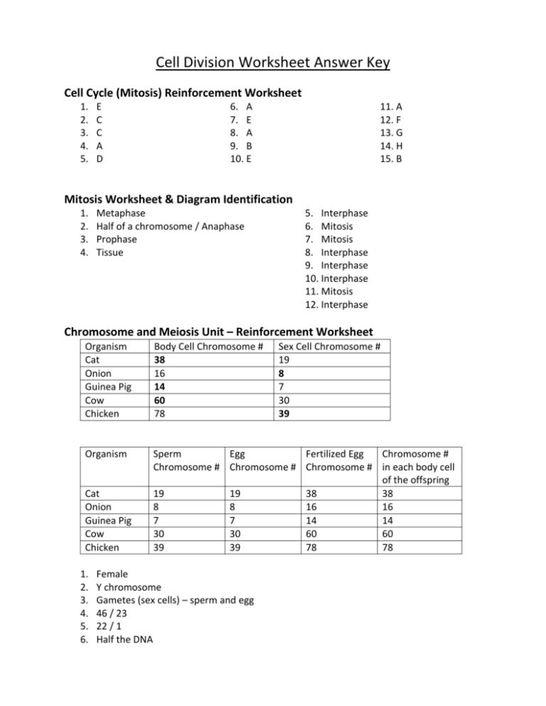 cell-division-worksheet-answer-key