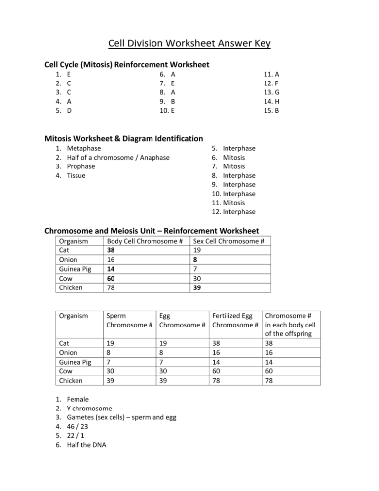 Cell Division Worksheet Answers