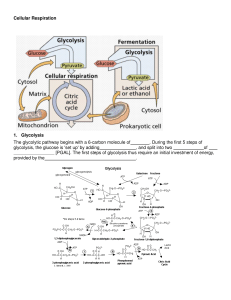 Cellular Respiration 1. Glycolysis The glycolytic pathway begins with