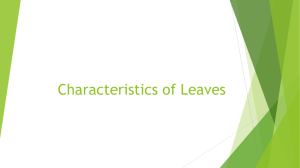 Characteristics of Leaves