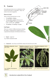 9. Leaves - New Zealand Plant Conservation Network