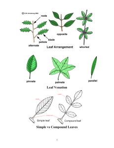Leaf Venation Simple vs Compound Leaves