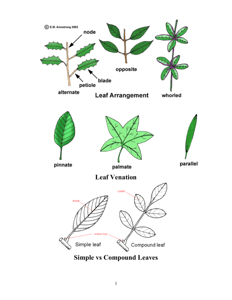 difference-between-simple-leaf-compound-leaf-cass-6-biology-simple