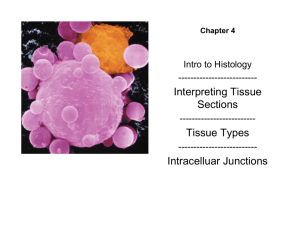 Histology Introduction / Section Interpetation / Tissue Types / Cell