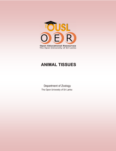 animal tissues - The Open University of Sri Lanka