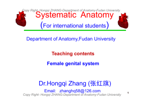 Copy Right- Hongqi ZHANG-Department of Anatomy