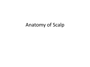 Arterial supply of the scalp