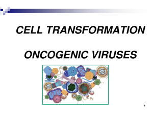 CELL TRANSFORMATION ONCOGENIC VIRUSES