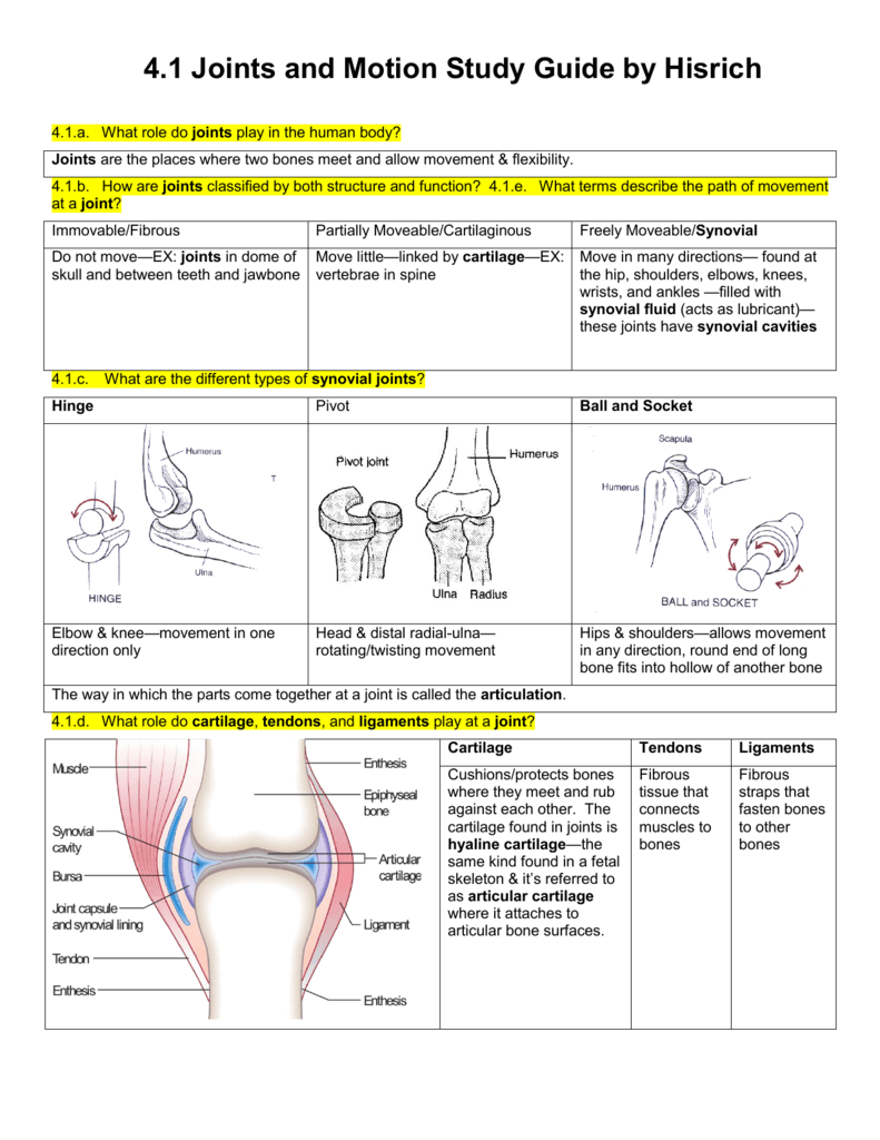 1111.11 Joints and Motion Study Guide by Hisrich Intended For Joints And Movement Worksheet
