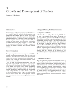 Growth and Development of Tendons