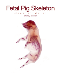 Fetal pig skeleton, cleared and stained - Microscopy-UK