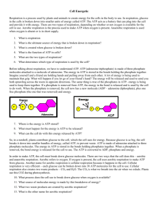 Cell Energetics