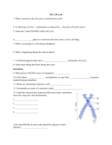 Cell Division Worksheet Answer Key