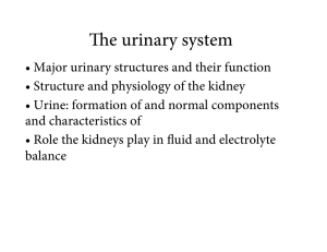 e urinary system - Orange Coast College