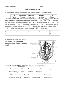 Urinary System Practice
