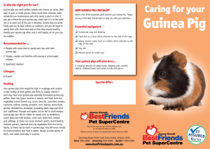 Guinea Pig - Best Friends