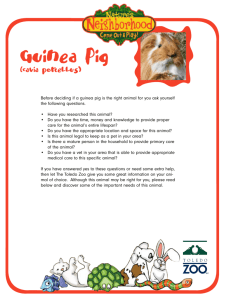 Guinea Pig - Toledo Zoo