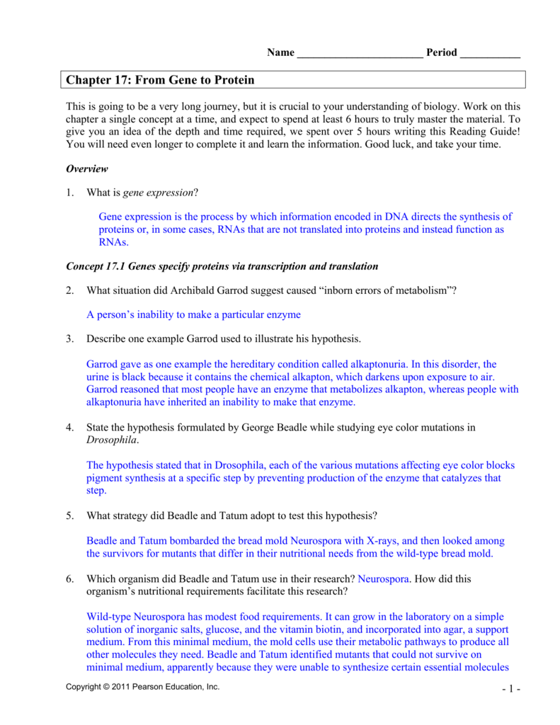 Chapter 17 From Gene To Protein Study Guide Answer Key - Study Poster