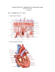 Anatomy Practice Test – Integumentary & Cardiovascular systems
