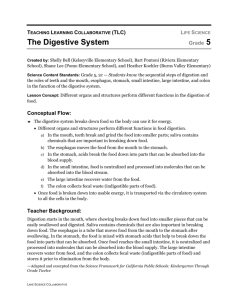 The Digestive System - LAKE Science Collaborative