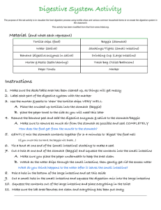 Digestive System Activity