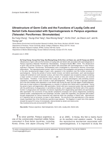 Ultrastructure of Germ Cells and the Functions of Leydig Cells and
