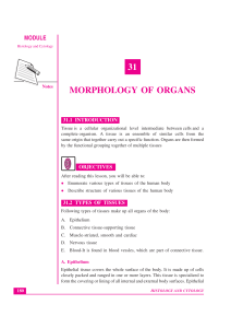 Morphology of Organs - Laboratorium Life Science